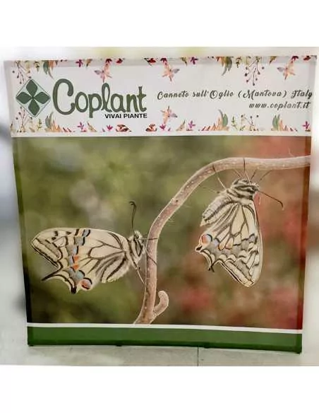 stampa backdrop stampa backdrop